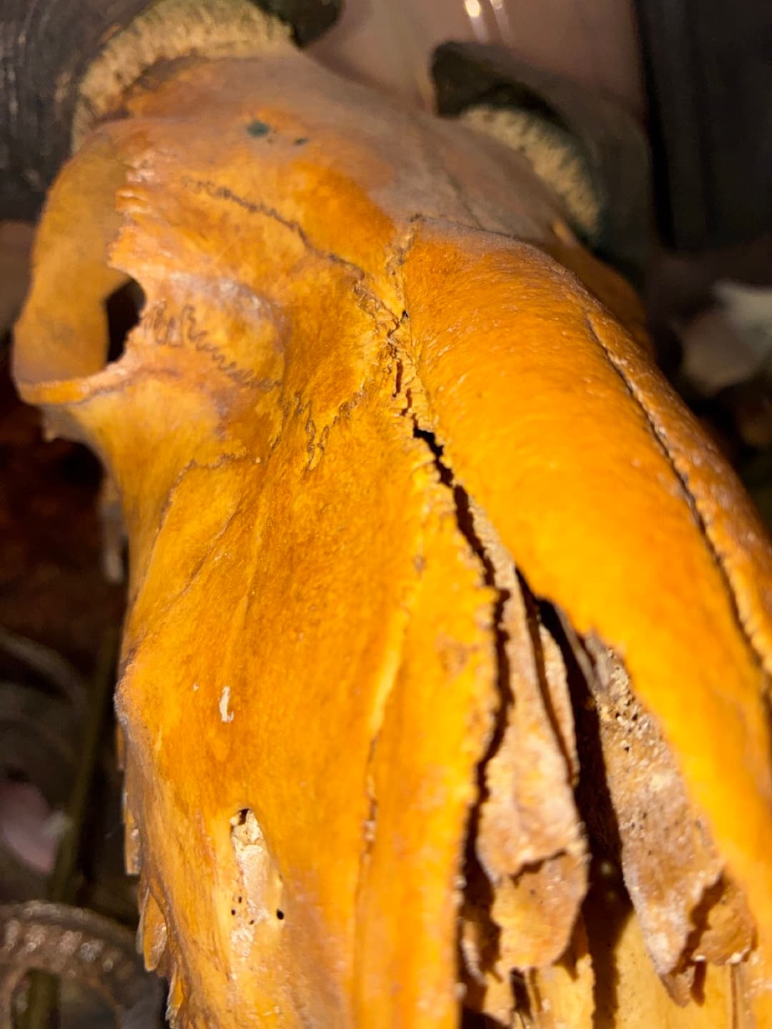 An oddity from the collection at Tomb Gallery